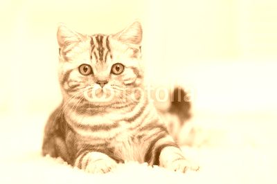 Cat on the carpet