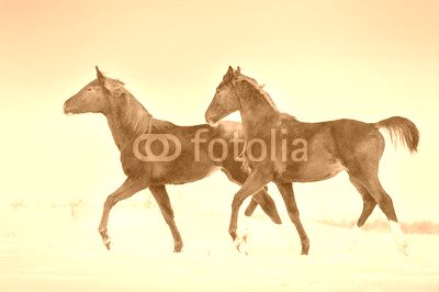 Two red horse run gallop in snow field at sunset