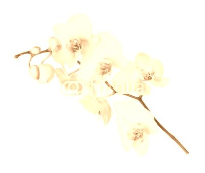 White orchid flower
