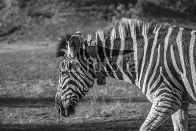 Plains zebra in Kruger National park, South Africa
