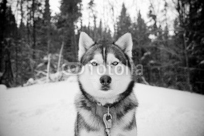 Husky 14