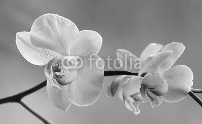 Storczyki - Orchidea