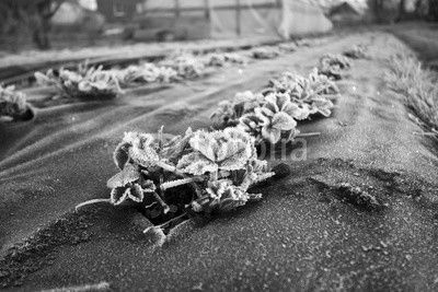 Strawberry plants frost