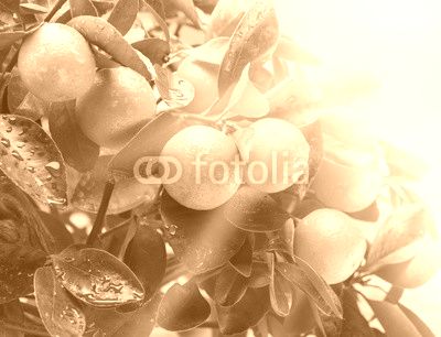 Ripe tangerine fruits in the sunlight.