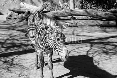 Grevy’s zebra, Equus grevyi