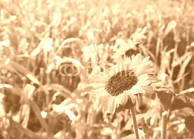 Sunflowers in the countryside.