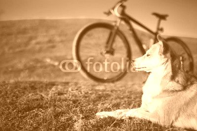 sitting dog and mountain bicycle with field and blue sky background