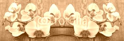 Orchidea phalaenopsis