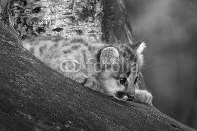 Female Cougar Kitten (Puma concolor) Curious in Tree