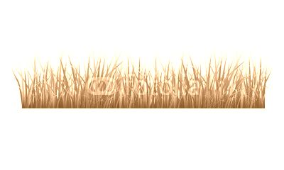 Grass