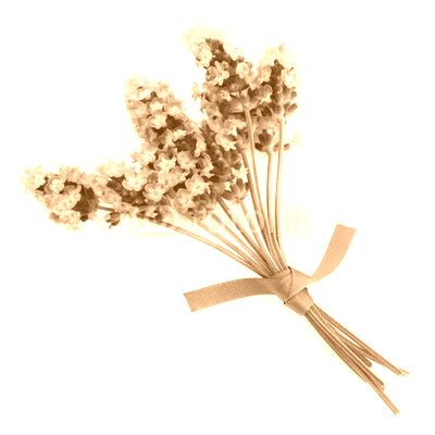 Lavender Herb