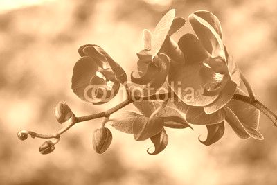 red orchid flower on blur background