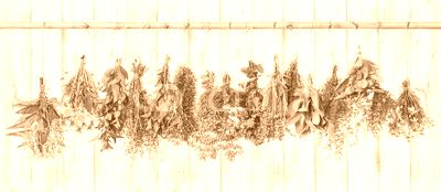 Medicinal herbs. Herbal apothecary. Lavender, dandelion, nettle
