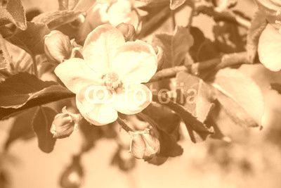 Apfelblüte