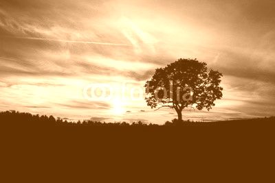 Sunrise with tree.