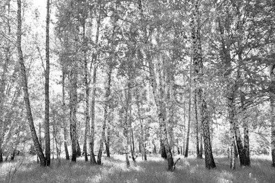 birch forest