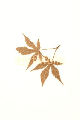 autumn leaves
