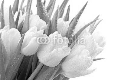 Tulipany