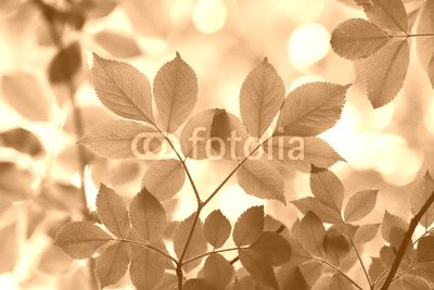 green leaves