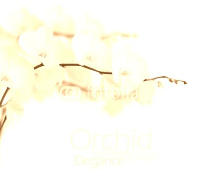 White orchid