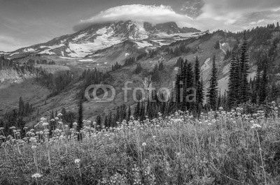 Mt Rainier wildflowers