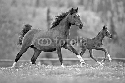 Bay Mare and Foal galloping together in spring meadow
