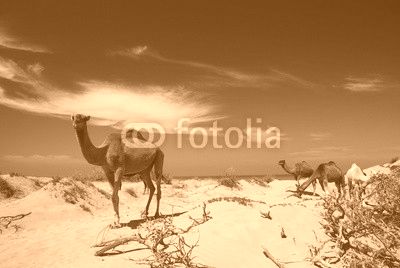 Camels