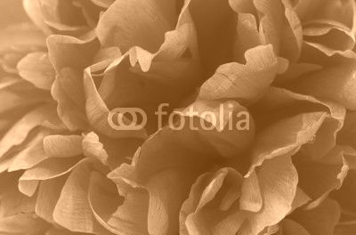 beautiful pink peony close up