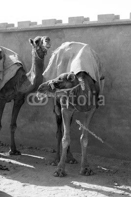 Camels in Afghanistan