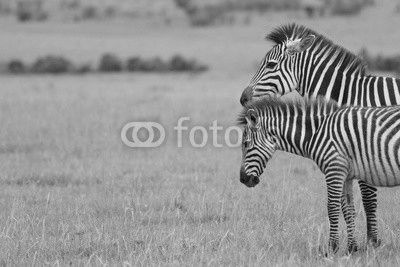 Two  Zebras in Kenya