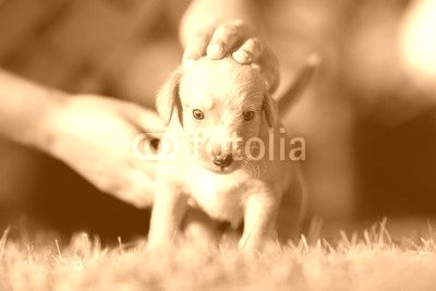 Adopt a dog - Small yellow adopted pet in new garden