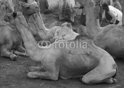Birqash Camel Market
