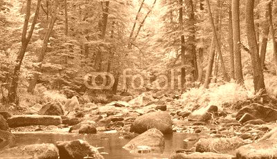 river in the spring forest
