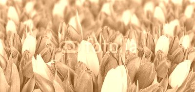 Beautiful bouquet of tulips.