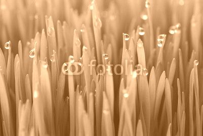 Fresh green wheat grass with drops dew / macro background