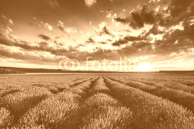 Lavender flower blooming fields in endless rows. Sunset shot.
