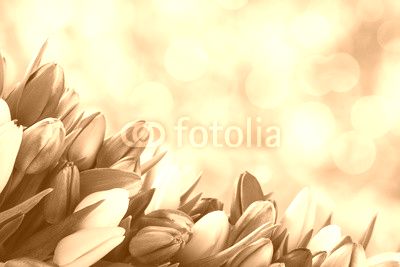tulip background