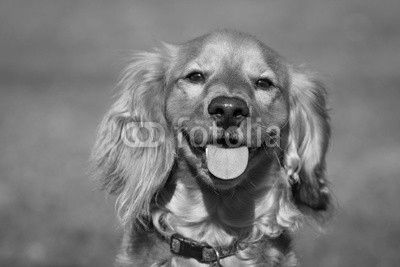 Cockapoo