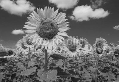 Coltivazione di girasoli in un campo umbro