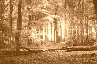 Walkway in a spring forest in the Netherlands