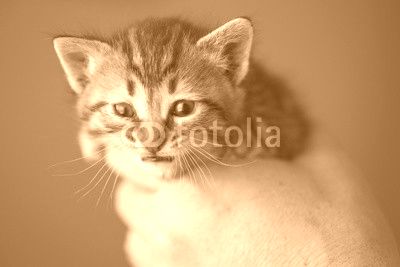 Tabby kitten in hands