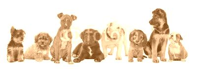 large group of puppies