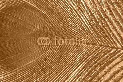 peacock feather close up