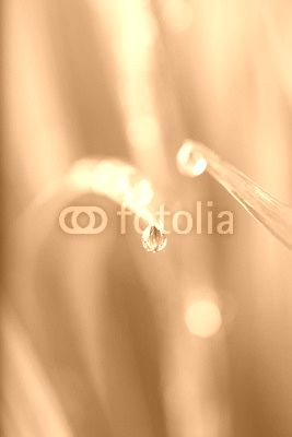 water drops on the green grass