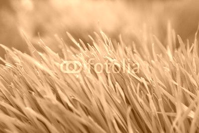 Grass
