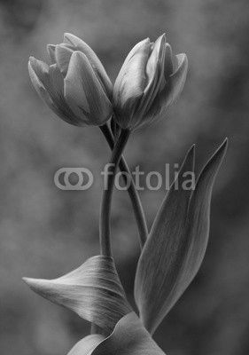 Tulipany