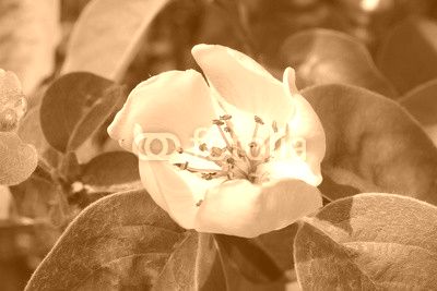 apple moreni