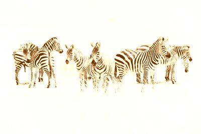 Zebras in the African savannah
