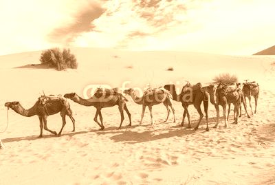 camels are in the dunes, Sahara desert