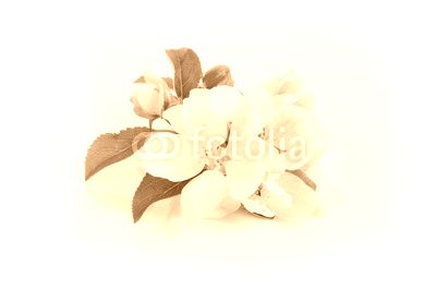 Apfelblüte